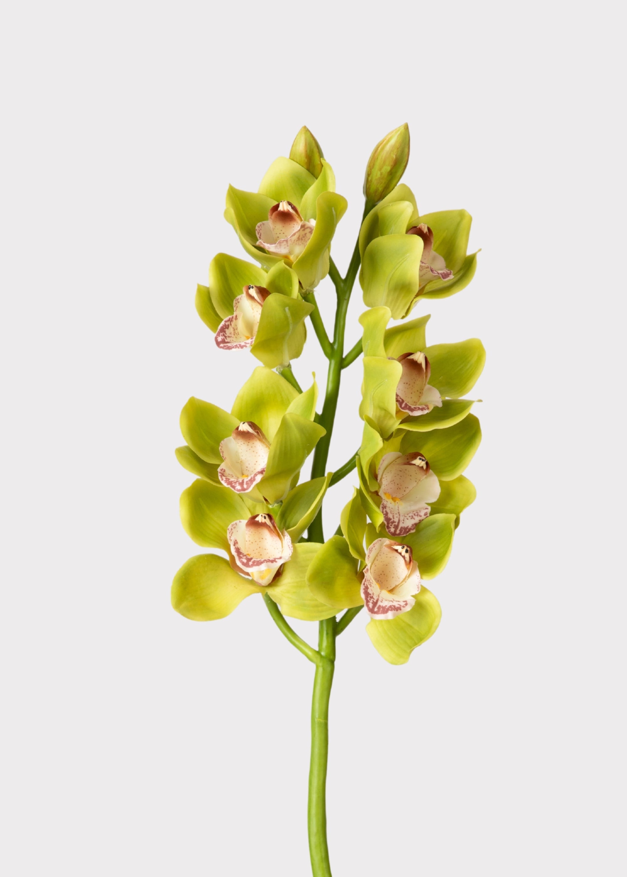 Green Burgundy Faux Cymbidium Orchids - 28.5"