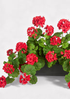 Red Artificial Geranium Arrangement in Plastic Planter - 18"